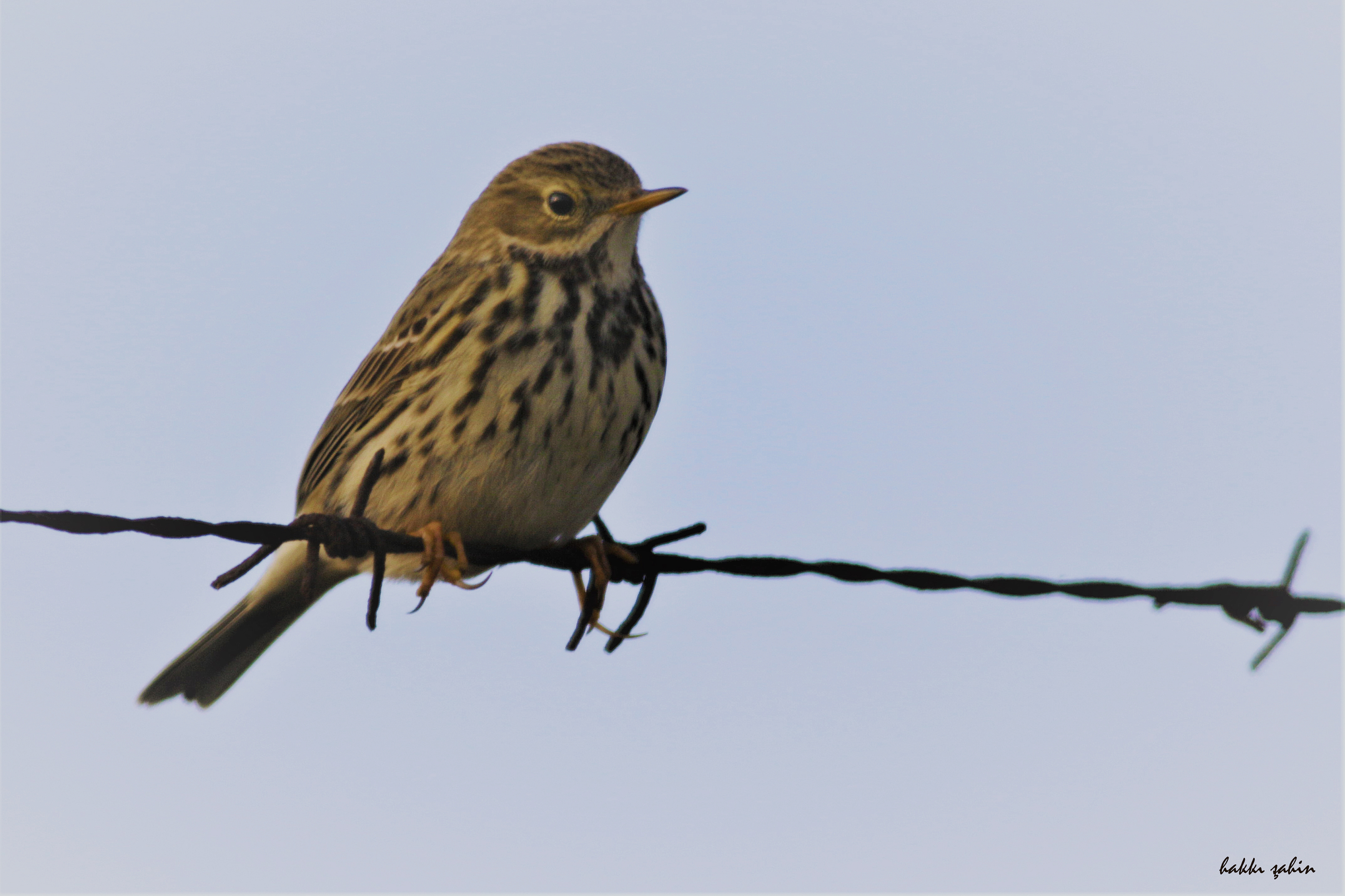 Meadow Pipit